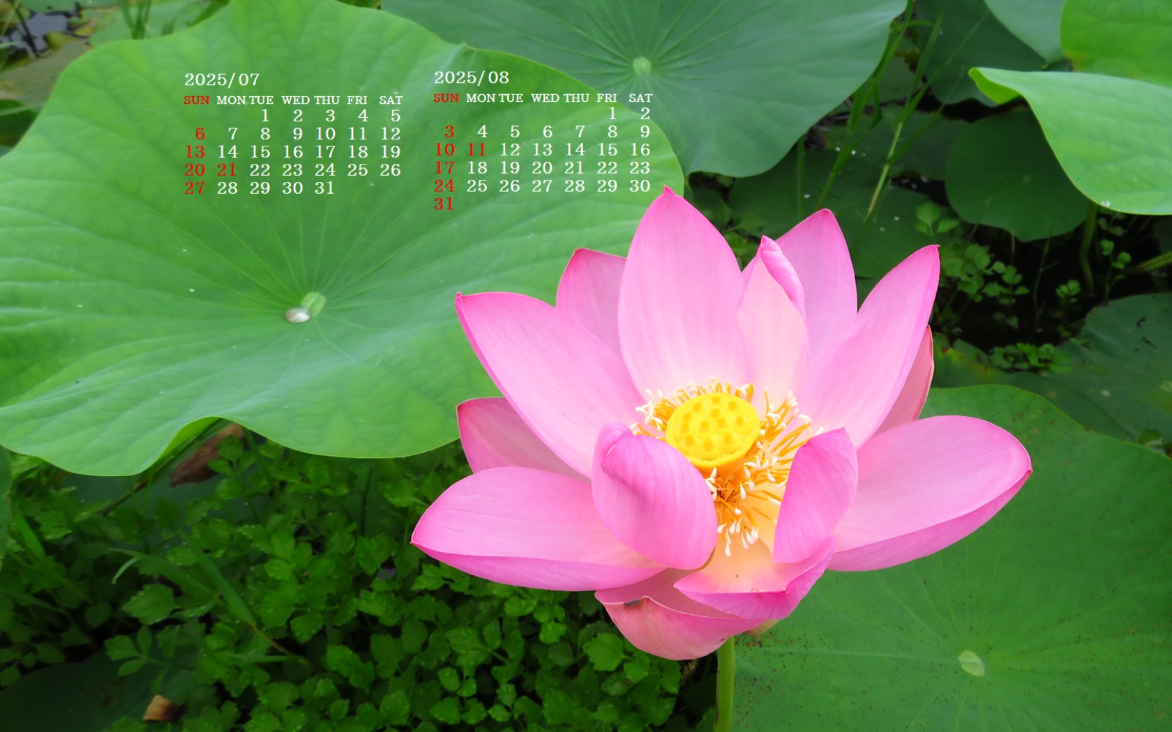 摜̏ŉENbNāuǎɐݒvAj[ɂȂꍇ͂摜ۑĉB