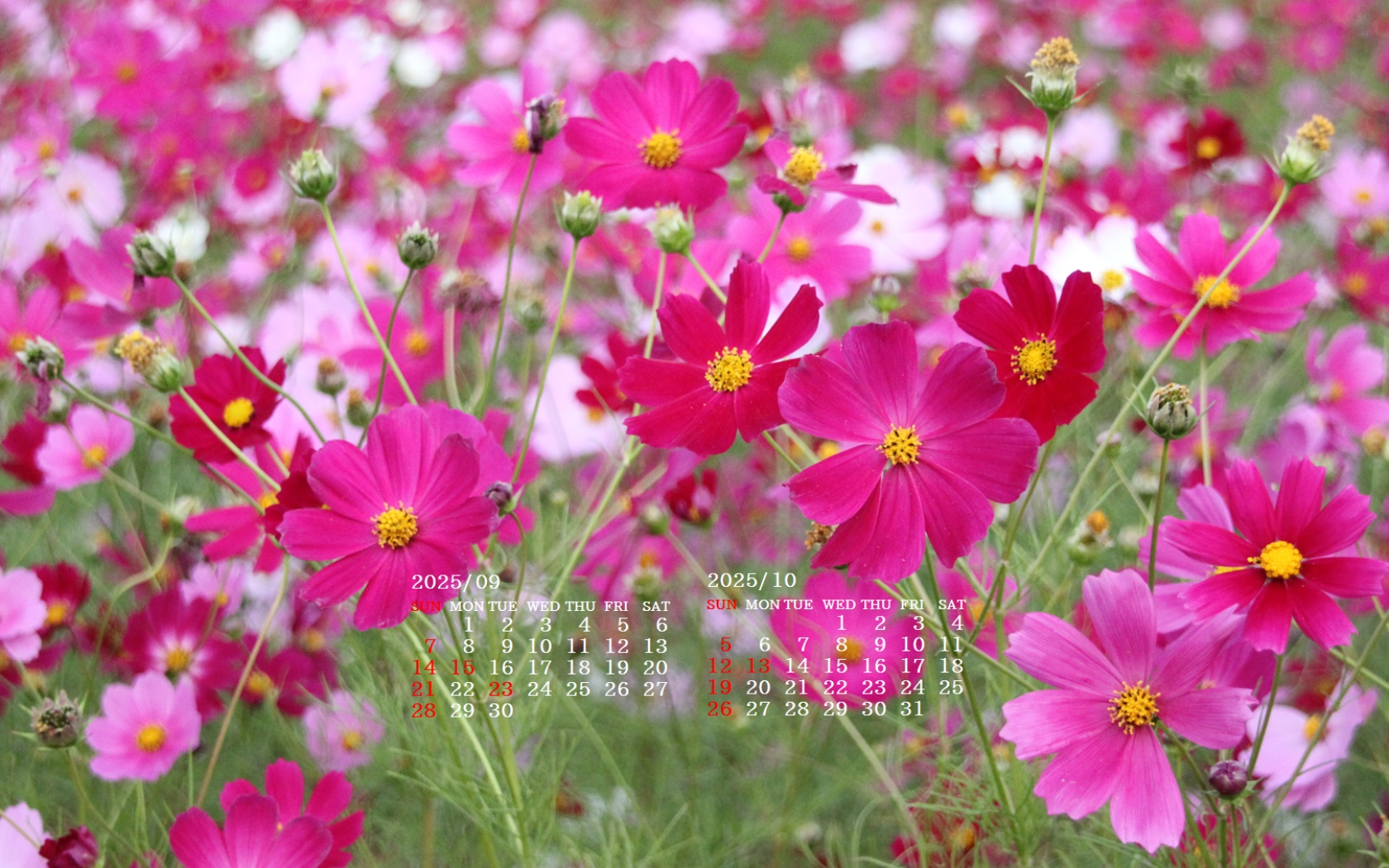 摜̏ŉENbNāuǎɐݒvAj[ɂȂꍇ͂摜ۑĉB