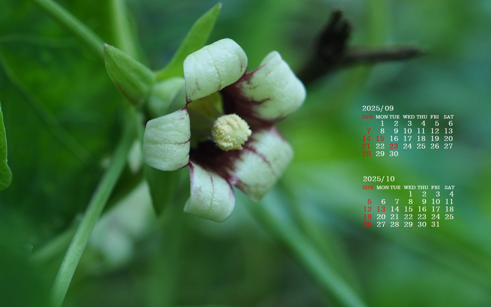 摜̏ŉENbNāuǎɐݒvAj[ɂȂꍇ͂摜ۑĉB