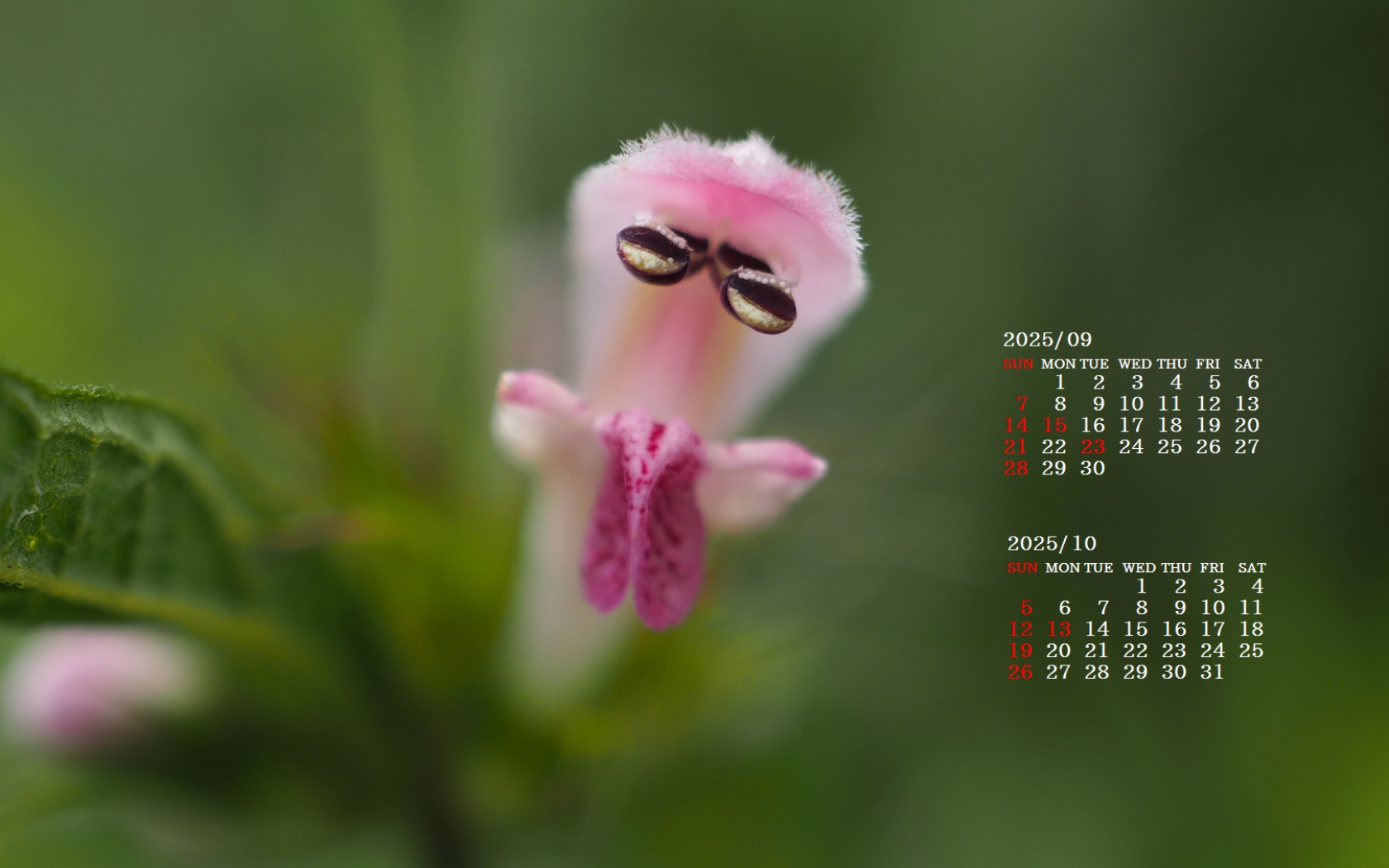 摜̏ŉENbNāuǎɐݒvAj[ɂȂꍇ͂摜ۑĉB