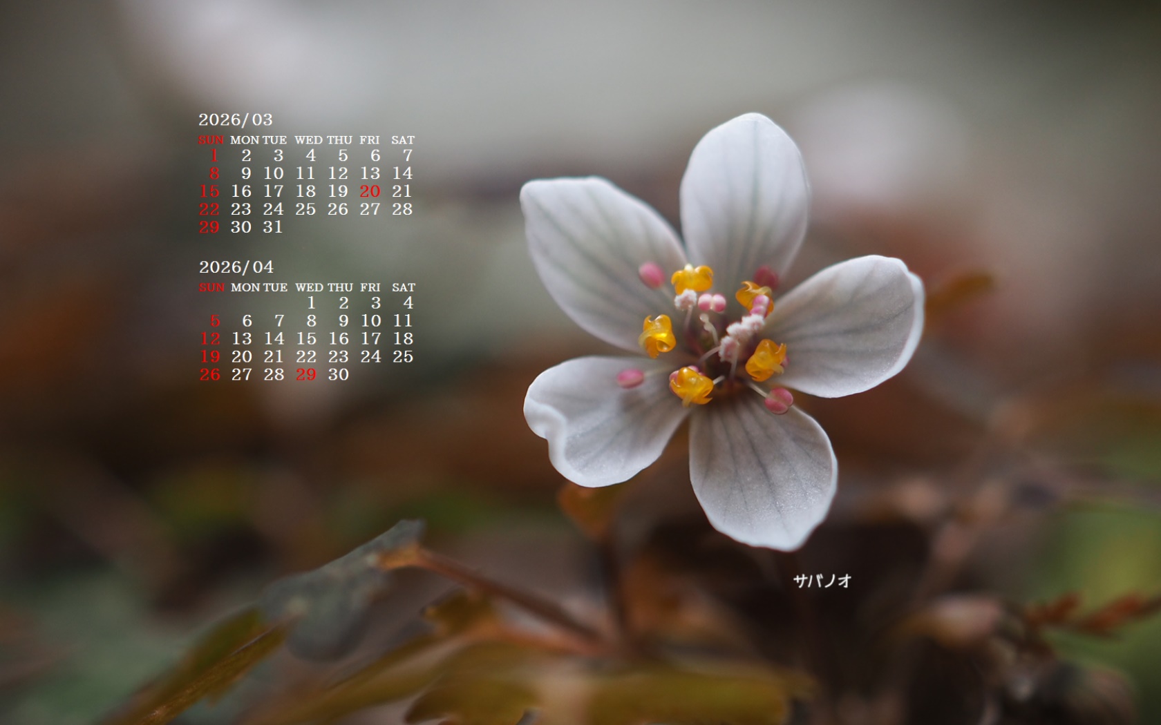 �摜�̏�ŉE�N���b�N���āu�ǎ��ɐݒ�v�A���j���[�ɂȂ��ꍇ�͂�������摜��ۑ����ĉ������B