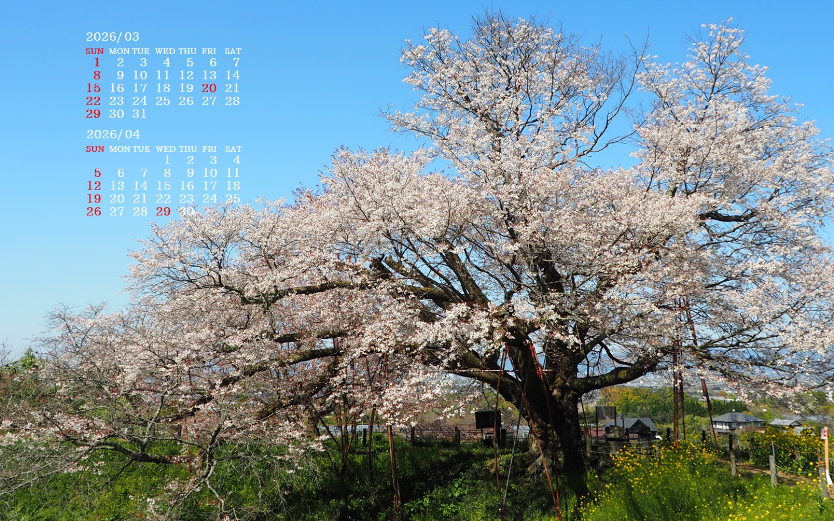 �摜�̏�ŉE�N���b�N���āu�ǎ��ɐݒ�v�A���j���[�ɂȂ��ꍇ�͂�������摜��ۑ����ĉ������B