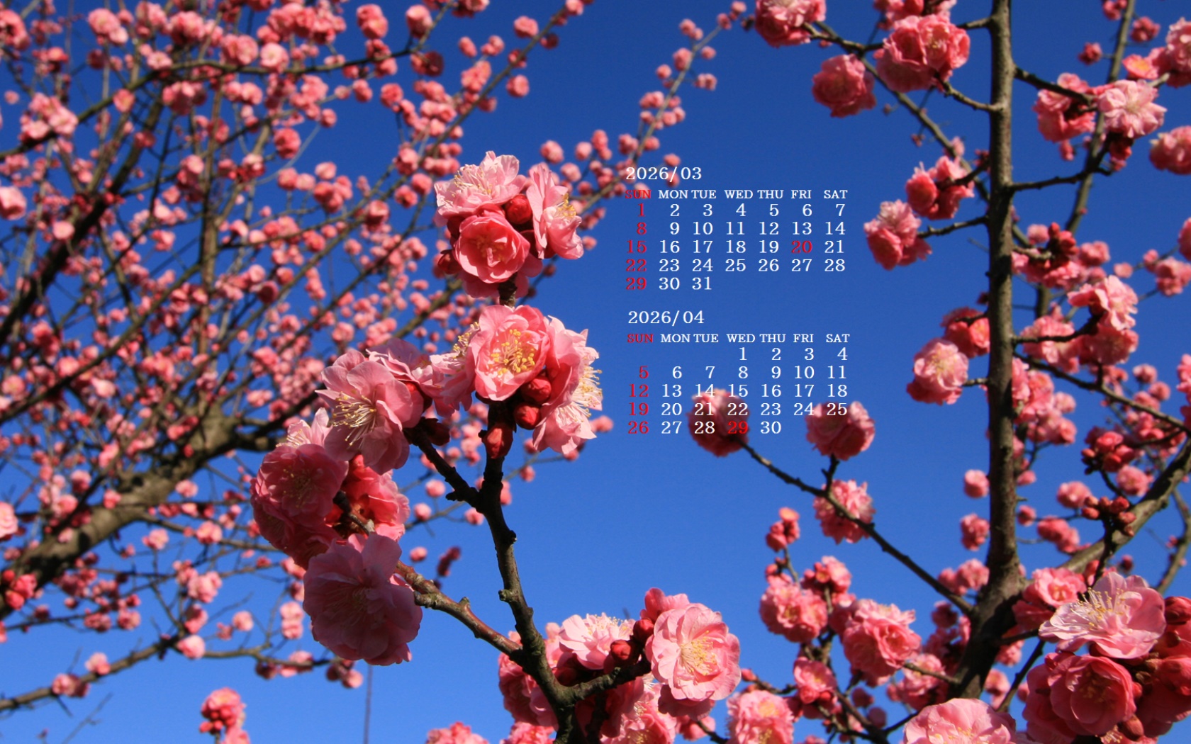 �摜�̏�ŉE�N���b�N���āu�ǎ��ɐݒ�v�A���j���[�ɂȂ��ꍇ�͂�������摜��ۑ����ĉ������B