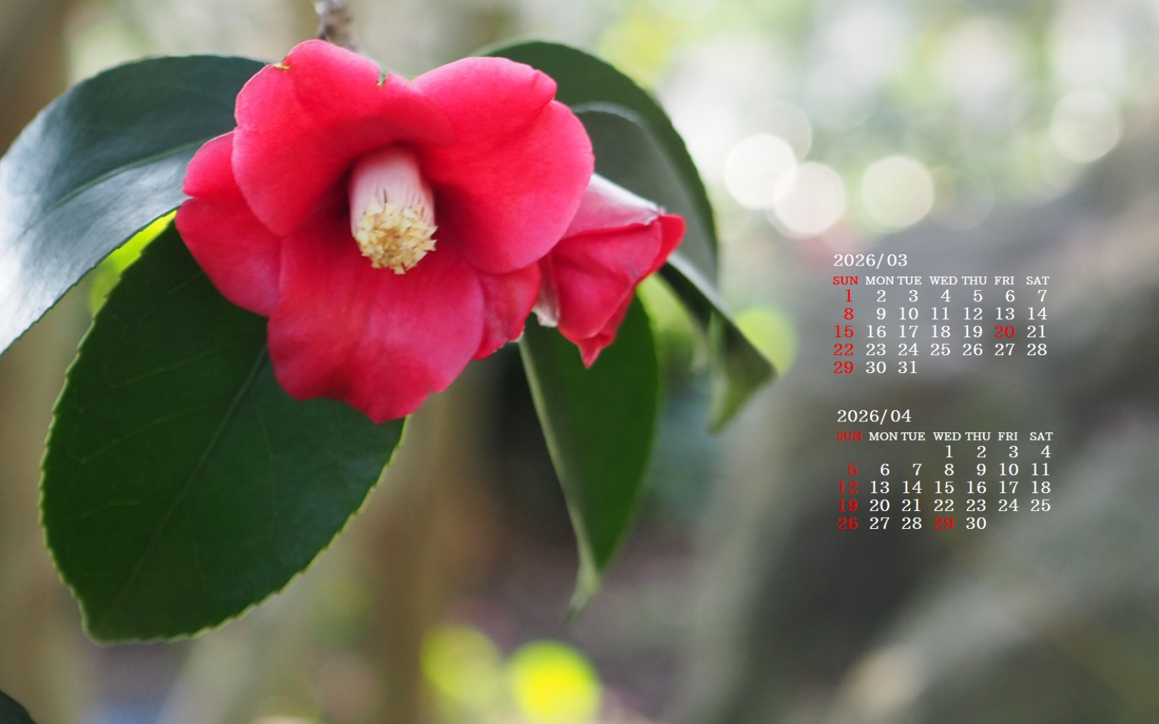 �摜�̏�ŉE�N���b�N���āu�ǎ��ɐݒ�v�A���j���[�ɂȂ��ꍇ�͂�������摜��ۑ����ĉ������B