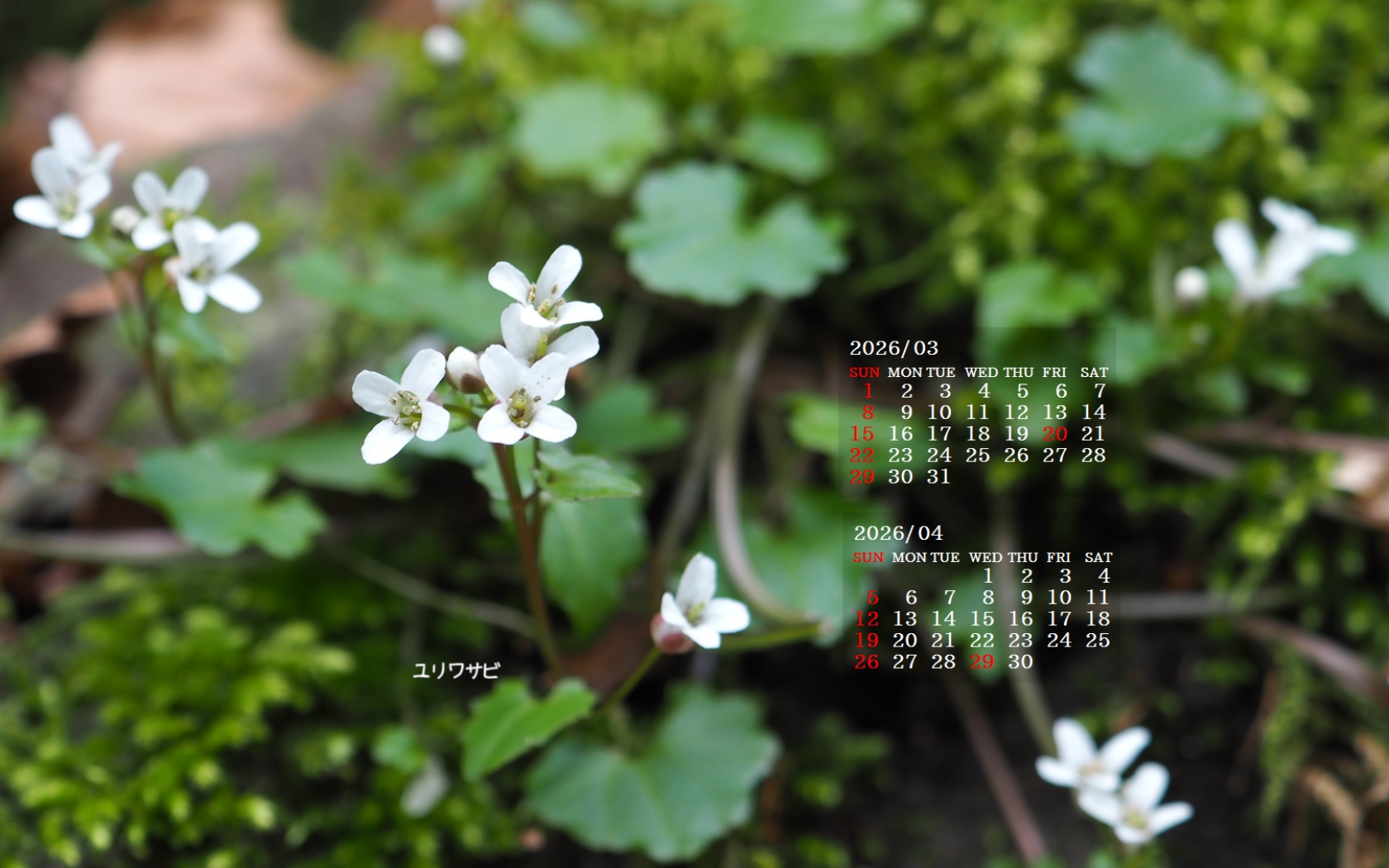 �摜�̏�ŉE�N���b�N���āu�ǎ��ɐݒ�v�A���j���[�ɂȂ��ꍇ�͂�������摜��ۑ����ĉ������B