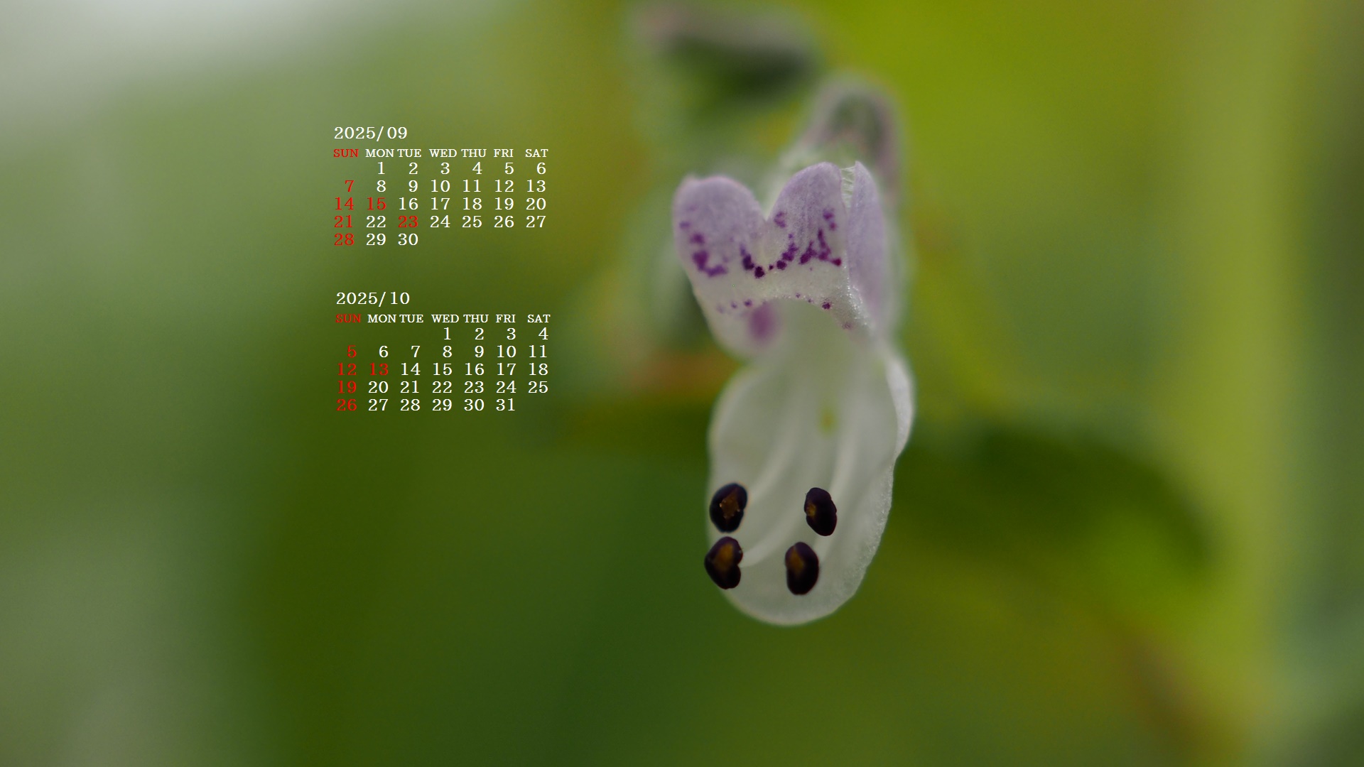 摜̏ŉENbNāuǎɐݒvAj[ɂȂꍇ͂摜ۑĉB