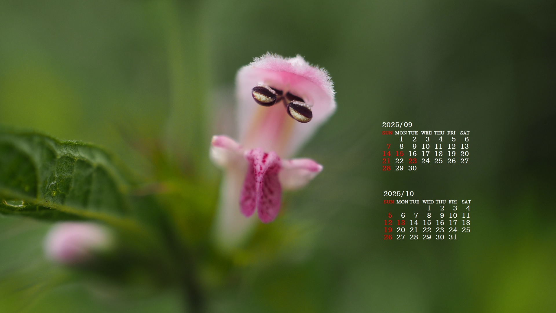 摜̏ŉENbNāuǎɐݒvAj[ɂȂꍇ͂摜ۑĉB