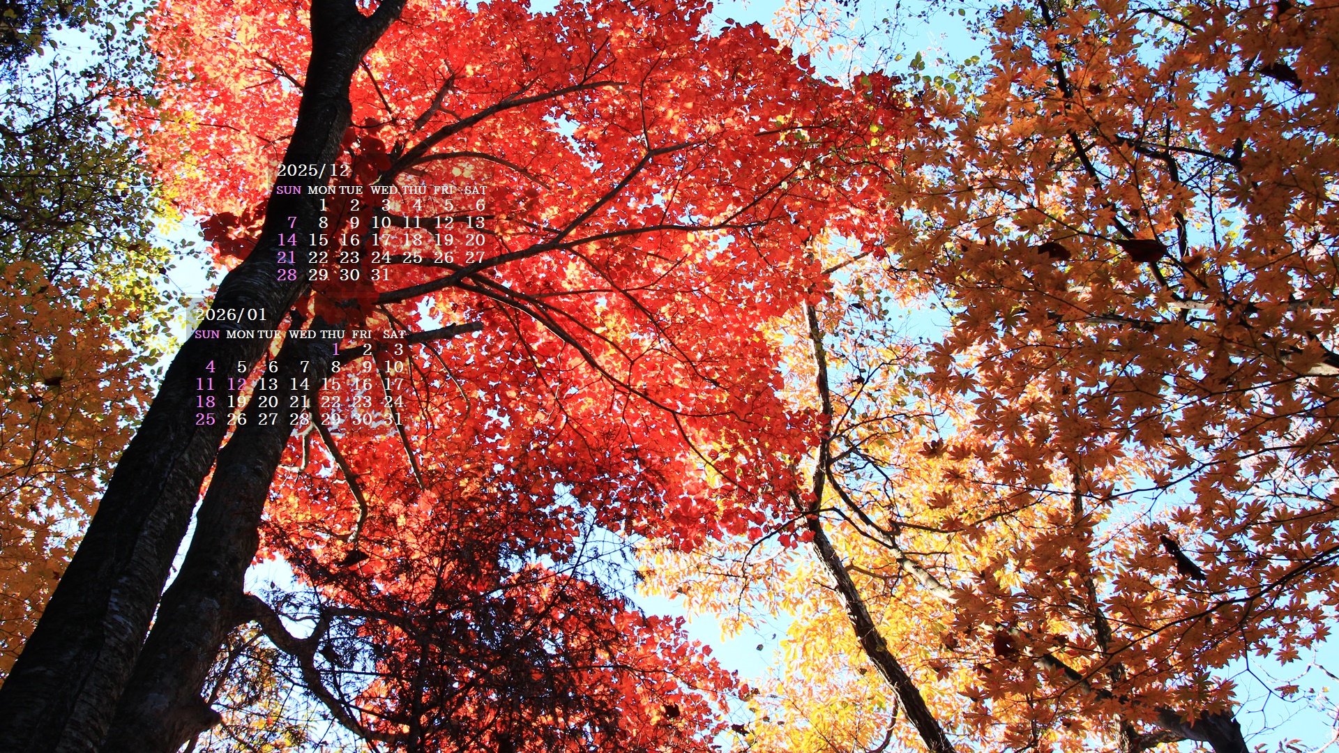 摜̏ŉENbNāuǎɐݒvAj[ɂȂꍇ͂摜ۑĉB