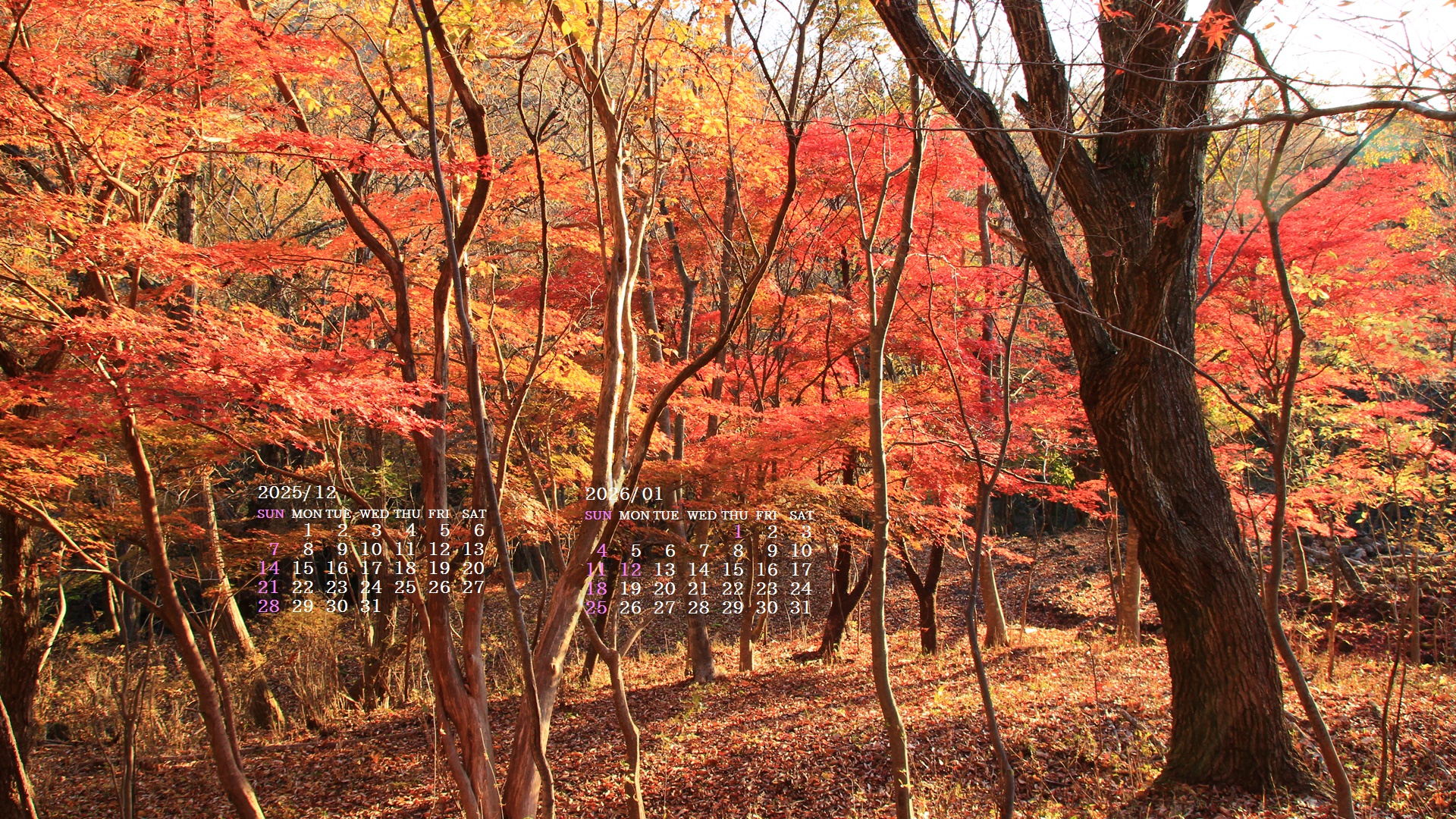 �摜�̏�ŉE�N���b�N���āu�ǎ��ɐݒ�v�A���j���[�ɂȂ��ꍇ�͂�������摜��ۑ����ĉ������B