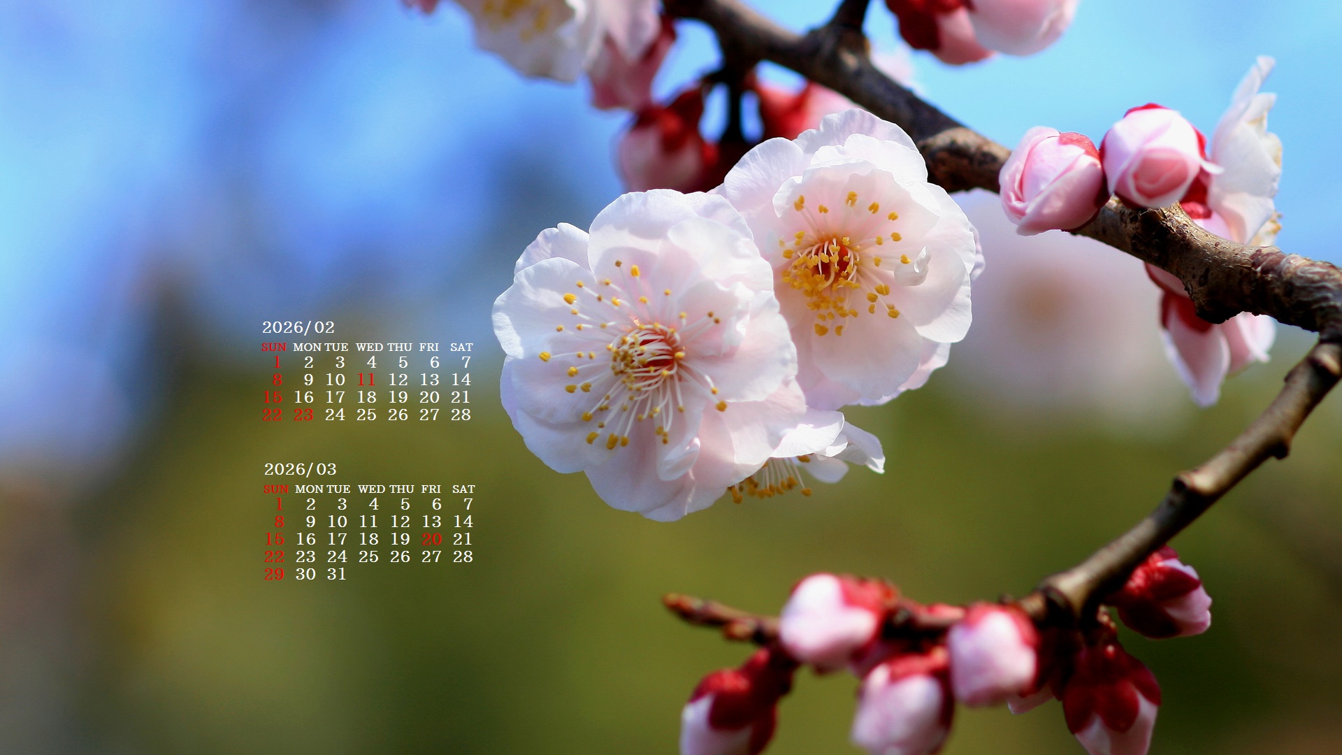 �摜�̏�ŉE�N���b�N���āu�ǎ��ɐݒ�v�A���j���[�ɂȂ��ꍇ�͂�������摜��ۑ����ĉ������B