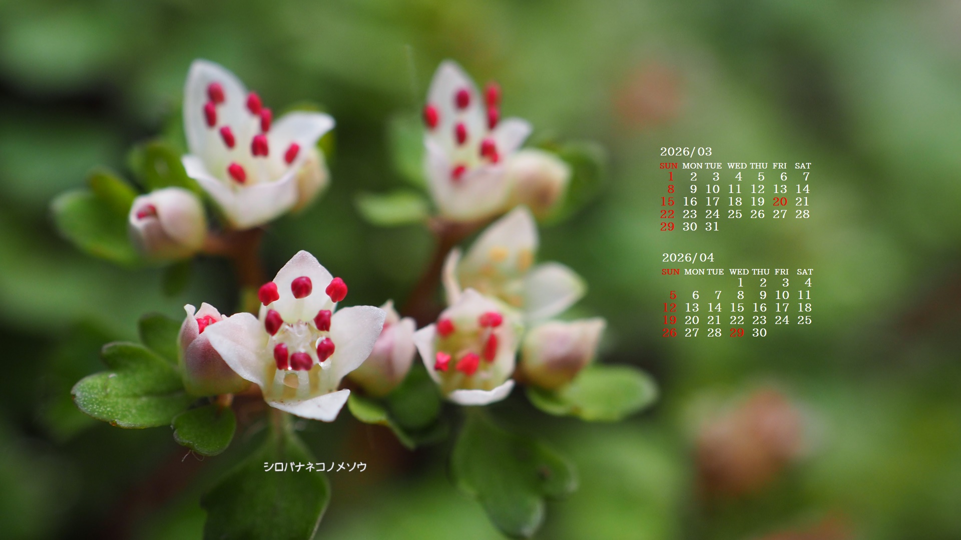 �摜�̏�ŉE�N���b�N���āu�ǎ��ɐݒ�v�A���j���[�ɂȂ��ꍇ�͂�������摜��ۑ����ĉ������B