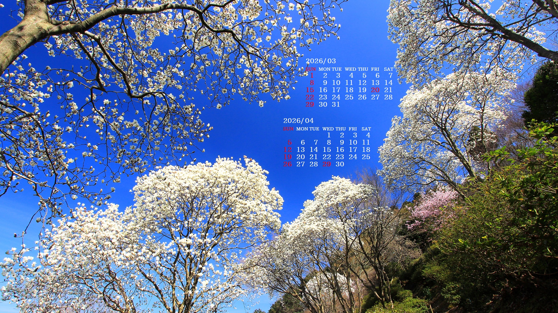 �摜�̏�ŉE�N���b�N���āu�ǎ��ɐݒ�v�A���j���[�ɂȂ��ꍇ�͂�������摜��ۑ����ĉ������B