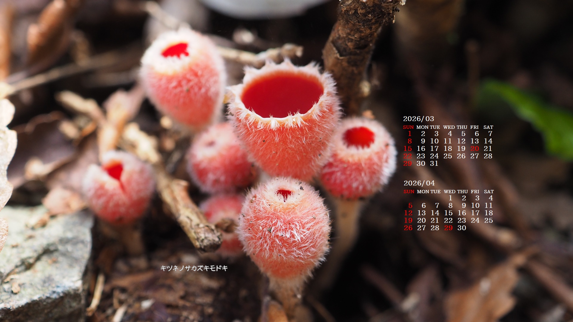 �摜�̏�ŉE�N���b�N���āu�ǎ��ɐݒ�v�A���j���[�ɂȂ��ꍇ�͂�������摜��ۑ����ĉ������B