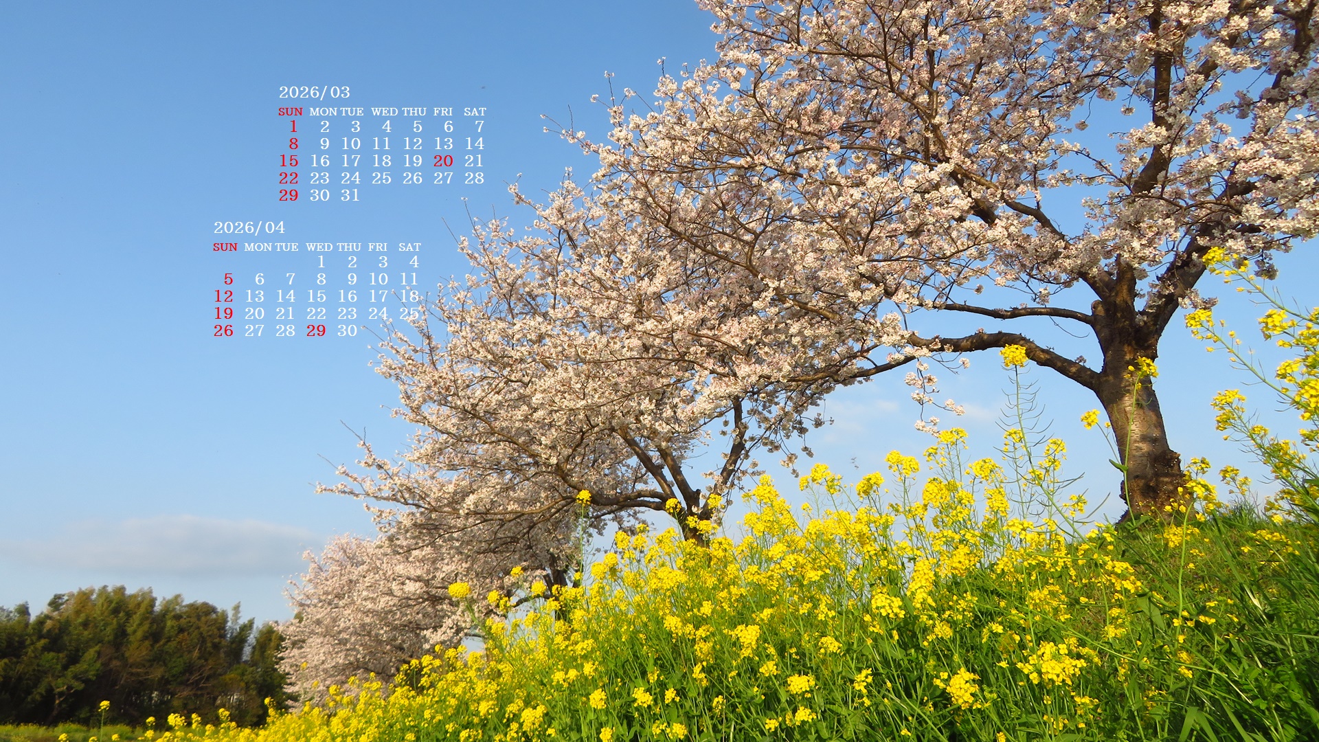 �摜�̏�ŉE�N���b�N���āu�ǎ��ɐݒ�v�A���j���[�ɂȂ��ꍇ�͂�������摜��ۑ����ĉ������B