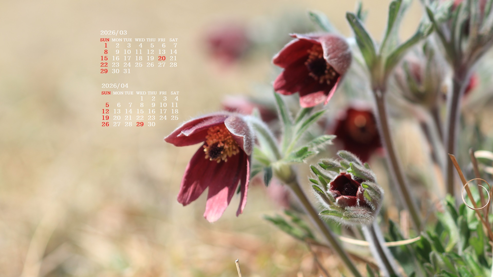 �摜�̏�ŉE�N���b�N���āu�ǎ��ɐݒ�v�A���j���[�ɂȂ��ꍇ�͂�������摜��ۑ����ĉ������B