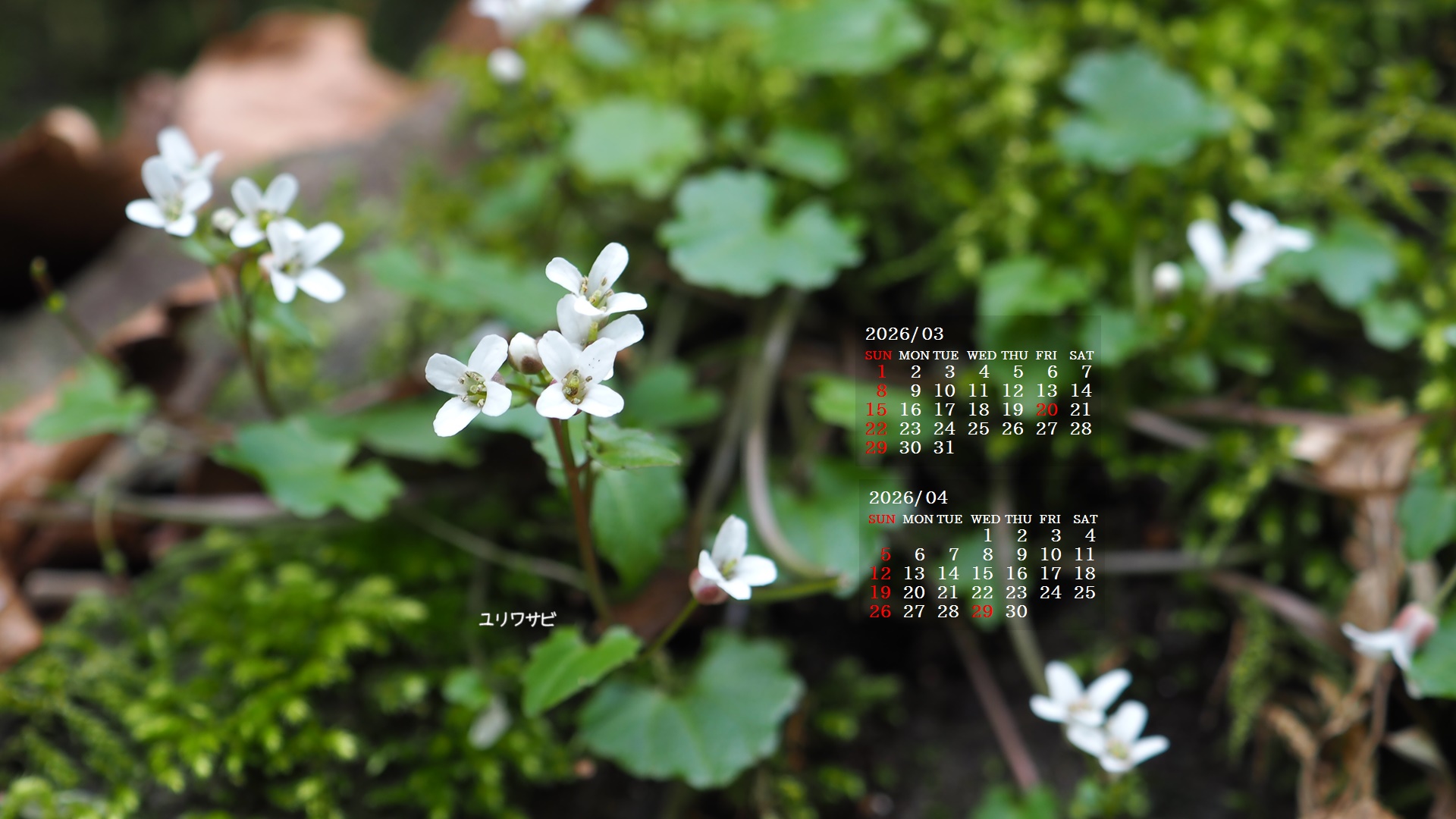 �摜�̏�ŉE�N���b�N���āu�ǎ��ɐݒ�v�A���j���[�ɂȂ��ꍇ�͂�������摜��ۑ����ĉ������B