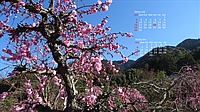 202503005.jpg