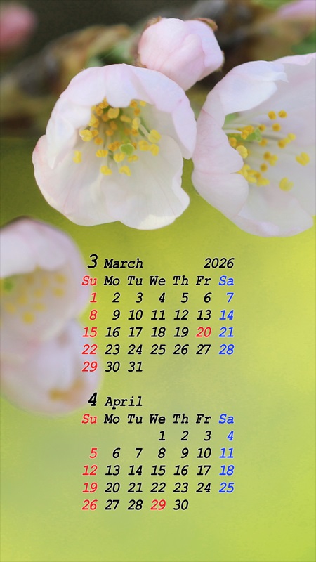 2026�N03���X�}�z�p�J�����_�[�ǎ�01