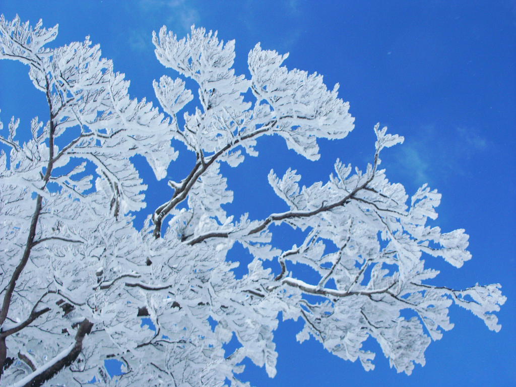無料壁紙写真素材集 2月 冬 山岳 樹氷 霧氷 青空 雪景色 樹木