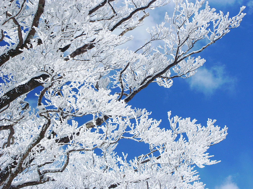 無料壁紙写真素材集 2月 冬 山岳 樹氷 霧氷 青空 雪景色 樹木
