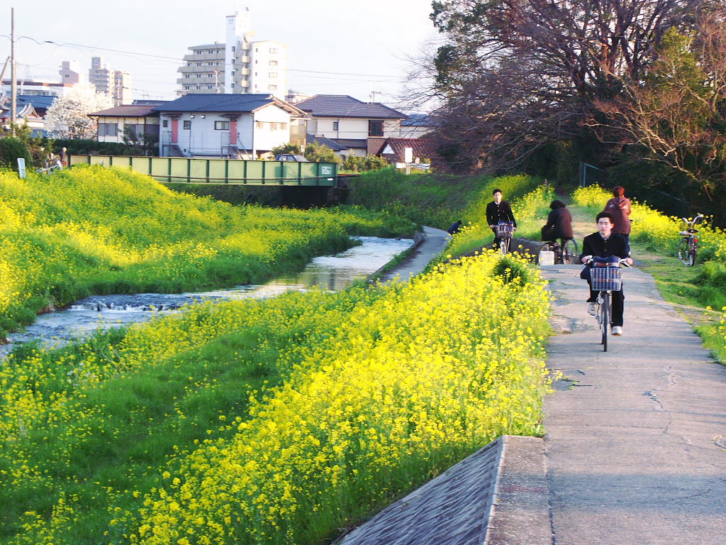 写真壁紙 写真素材 菜の花 川辺 春 ３月 散歩 電車