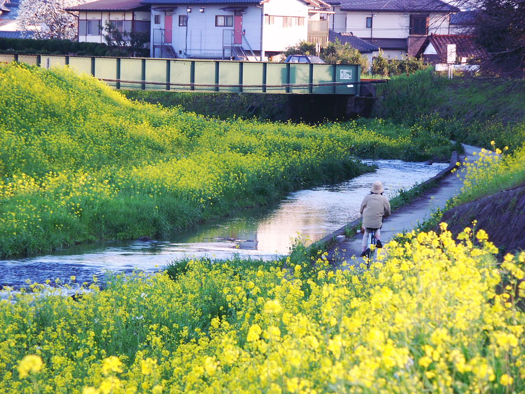 写真壁紙 写真素材 菜の花 川辺 春 ３月 散歩 電車