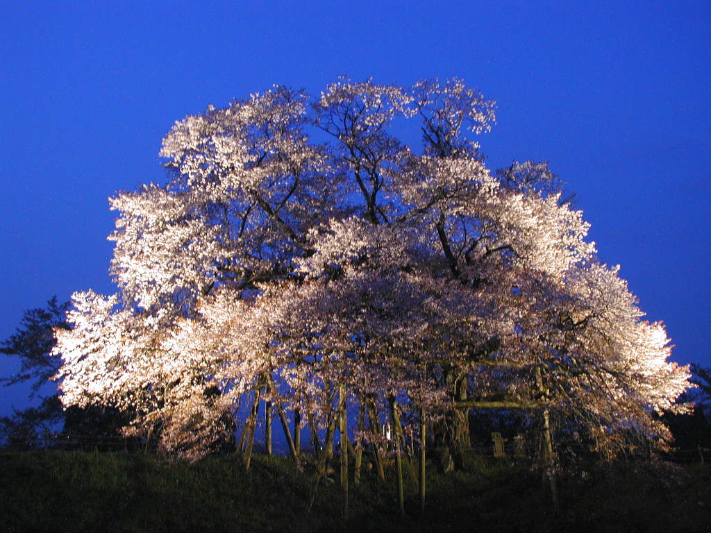 無料壁紙写真素材集 4月 春 花 桜 夜桜