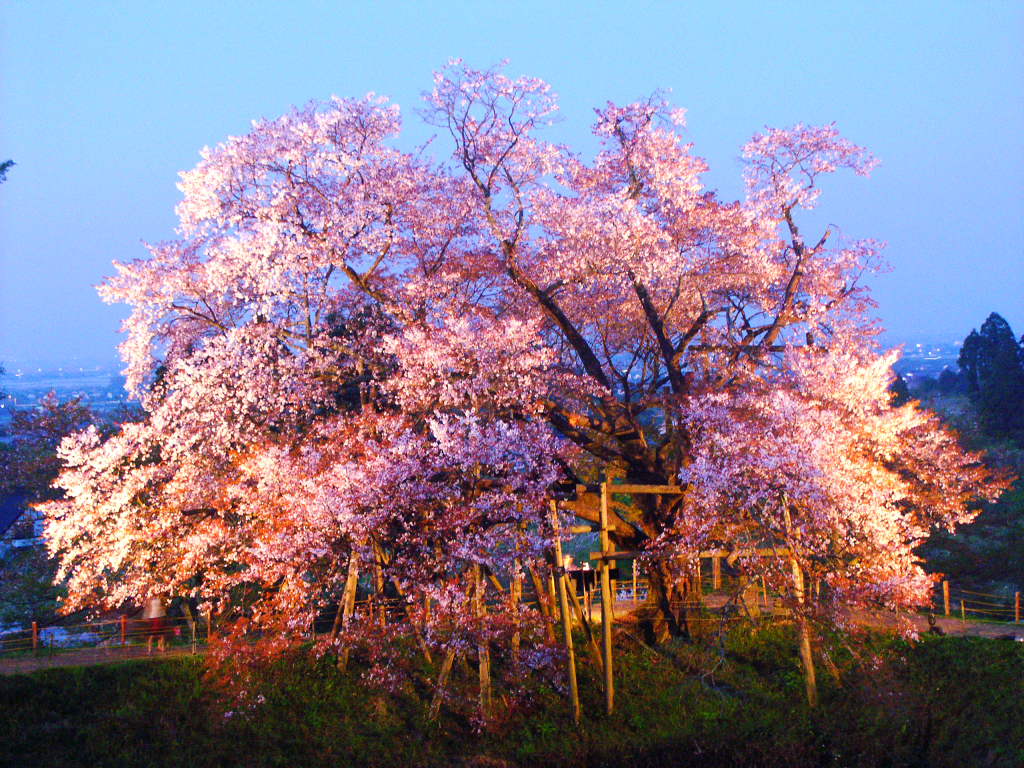 無料壁紙写真素材集 4月 春 花 桜 夜桜