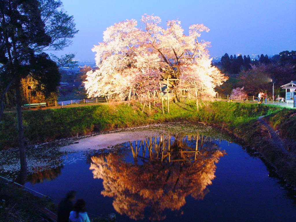 無料壁紙写真素材集 4月 春 花 桜 夜桜