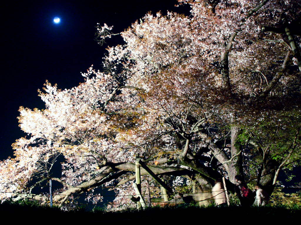 無料壁紙写真素材集 4月 春 花 桜 夜桜