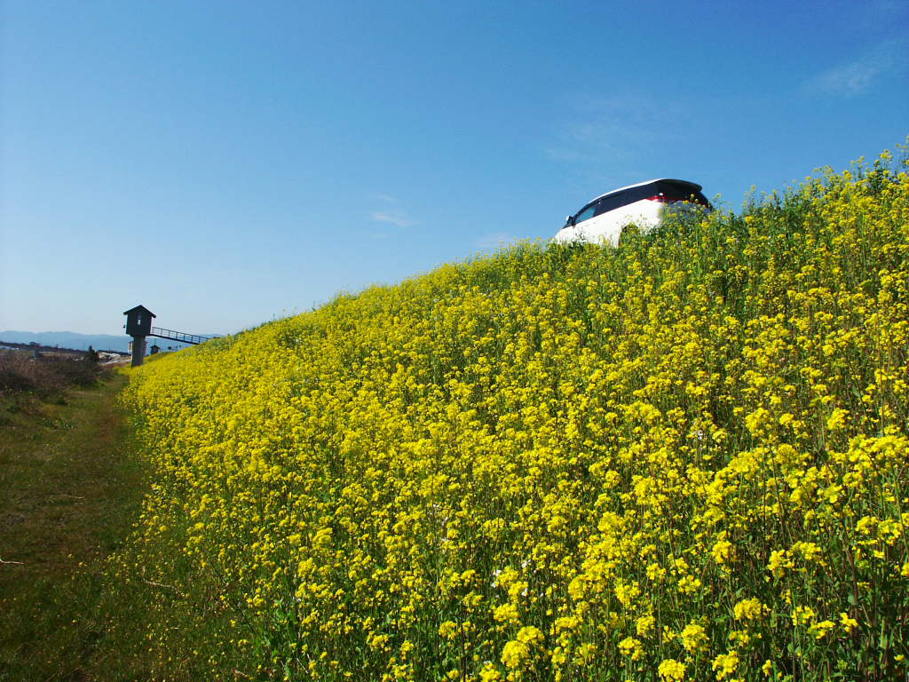 無料壁紙写真素材集 3月 春 花 菜の花 川 筑後川