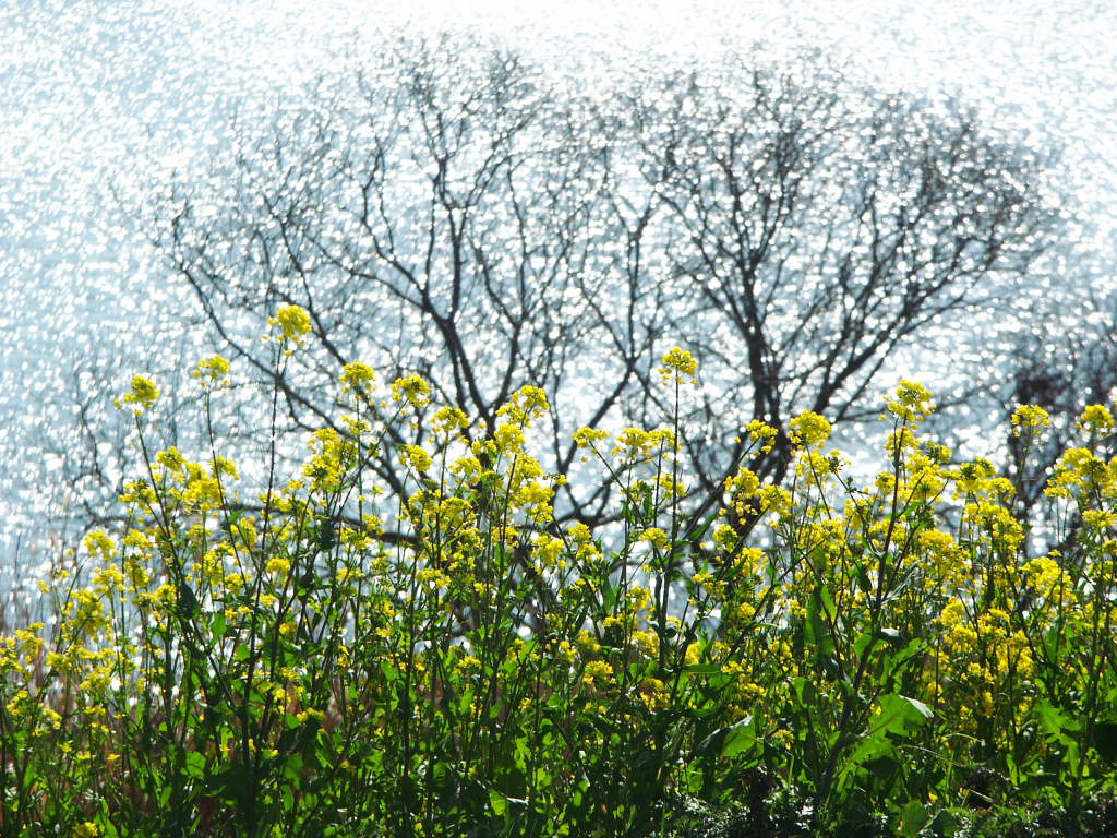 無料壁紙写真素材集 3月 春 花 菜の花 川 筑後川