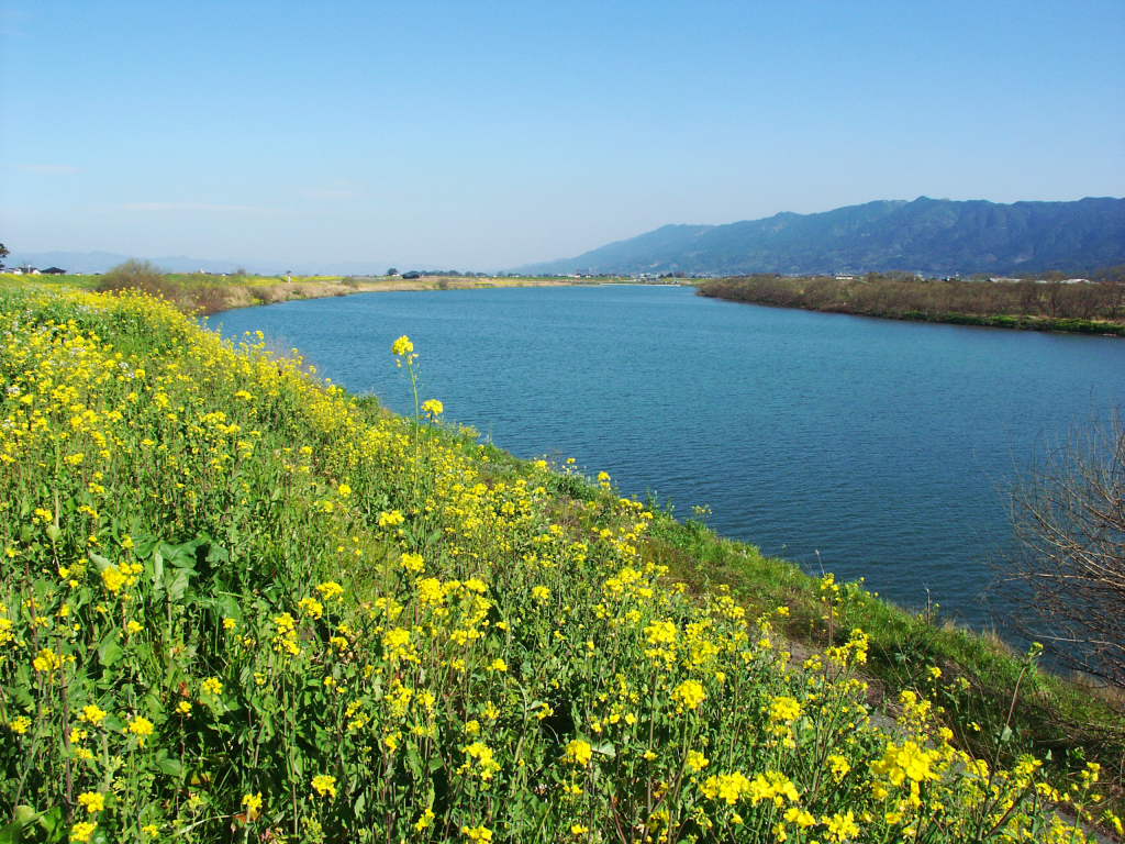 無料壁紙写真素材集 3月 春 花 菜の花 川 筑後川