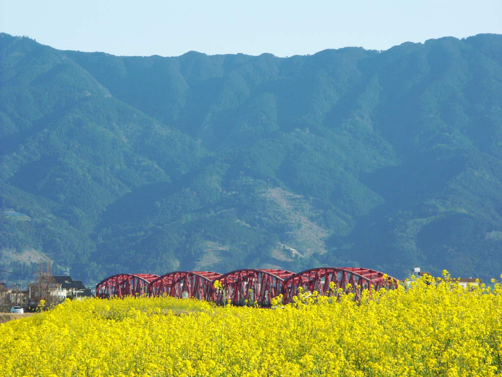 無料壁紙写真素材集 3月 春 花 菜の花 川 筑後川