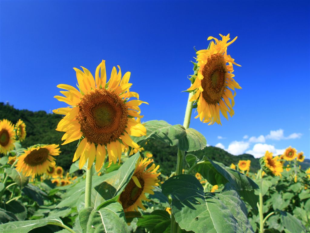 無料壁紙写真素材集 9月 花 ひまわり 青空 雲