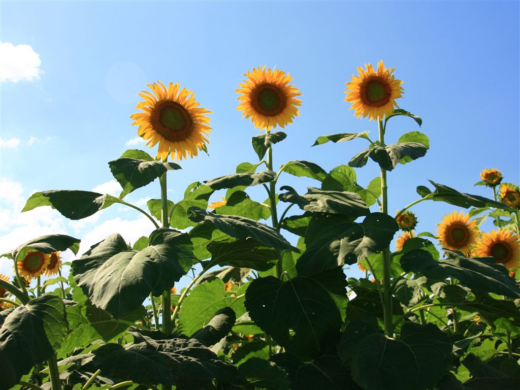 無料壁紙写真素材集 9月 花 ひまわり 青空 雲