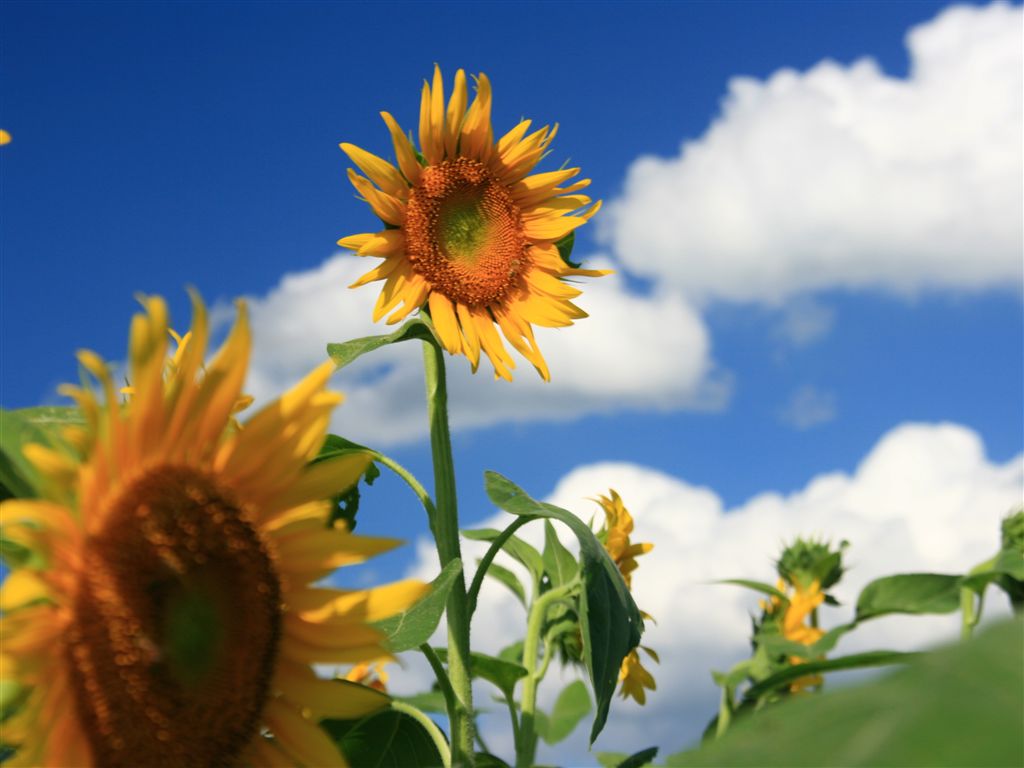 無料壁紙写真素材集 9月 花 ひまわり 青空 雲 B