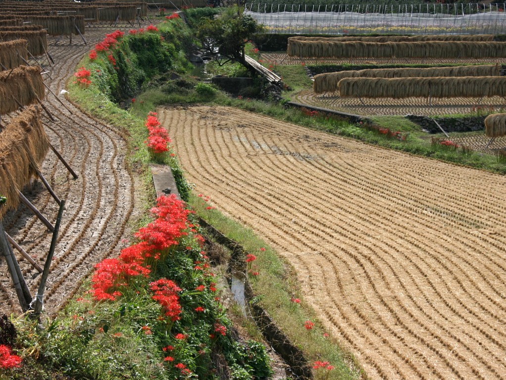 棚田 星野村 秋 田園 稲刈り ヒガンバナ