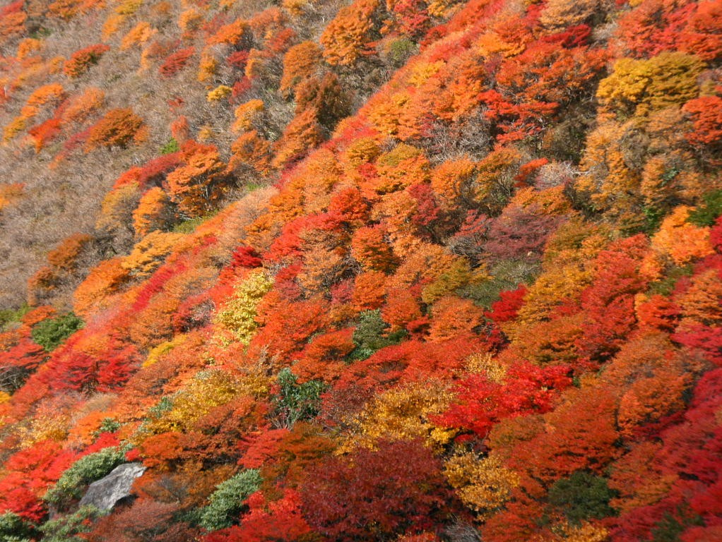 無料壁紙写真素材集 紅葉 樹木 秋 10月 山岳 三俣山 大分県