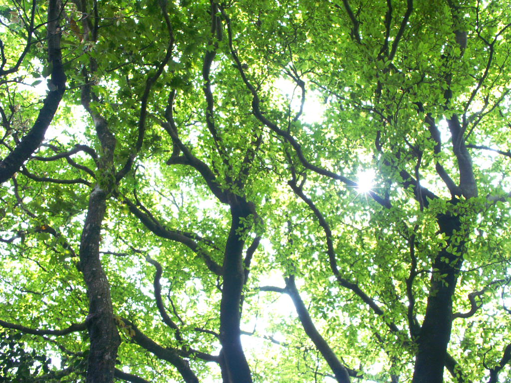 無料壁紙写真素材集 5月 夏 新緑 樹木