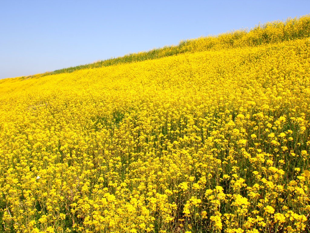 壁紙と写真素材 菜の花 春 3月