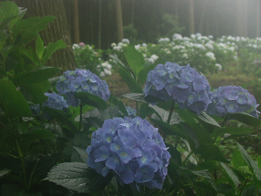 アジサイ 紫陽花 梅雨 雨 高良山