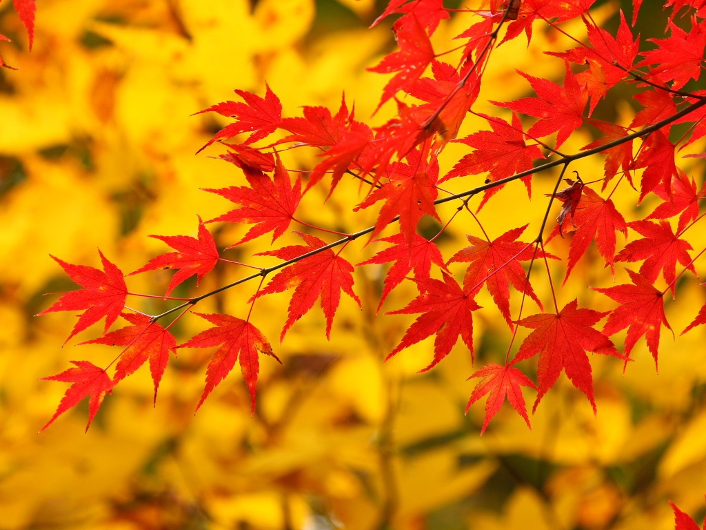 無料壁紙 無料素材 紅葉 阿蘇外輪山 菊池渓谷