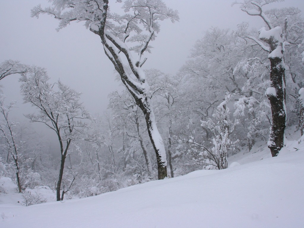 無料壁紙 無料素材 雪景色 山岳 樹木 英彦山