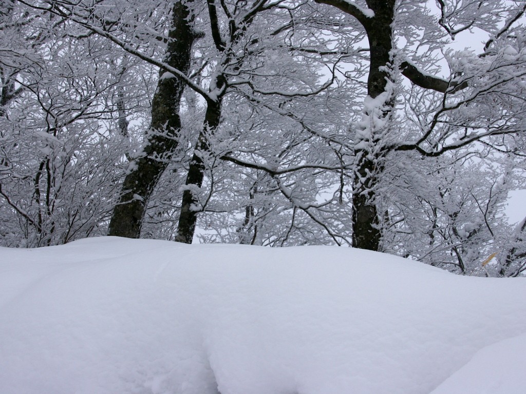 無料壁紙 無料素材 雪景色 山岳 樹木 英彦山