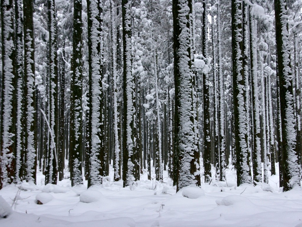無料壁紙 無料素材 雪景色 山岳 樹木 英彦山