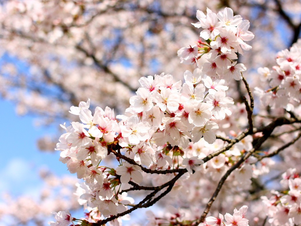 無料壁紙 無料素材 桜 青空 発心公園