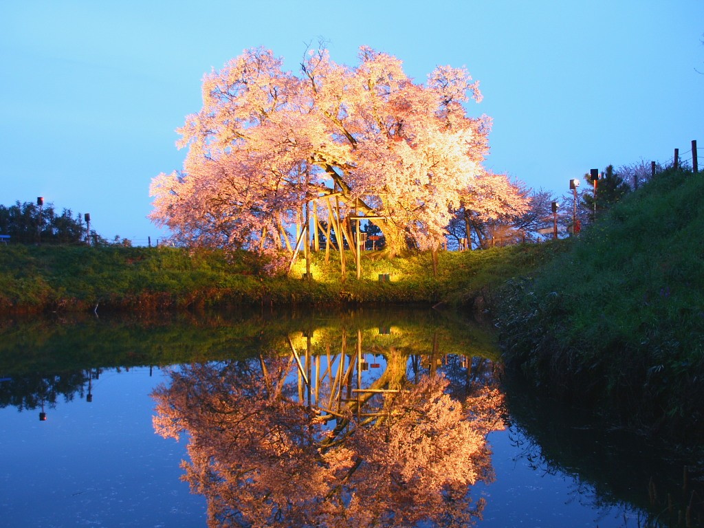 無料壁紙 無料素材 桜 夜桜 ライトアップ 水鏡 浅井の一本桜
