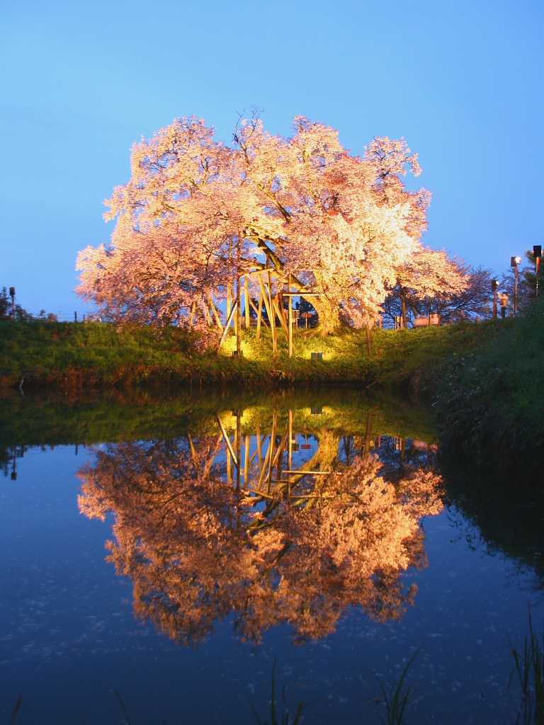 無料壁紙 無料素材 桜 夜桜 ライトアップ 水鏡 浅井の一本桜