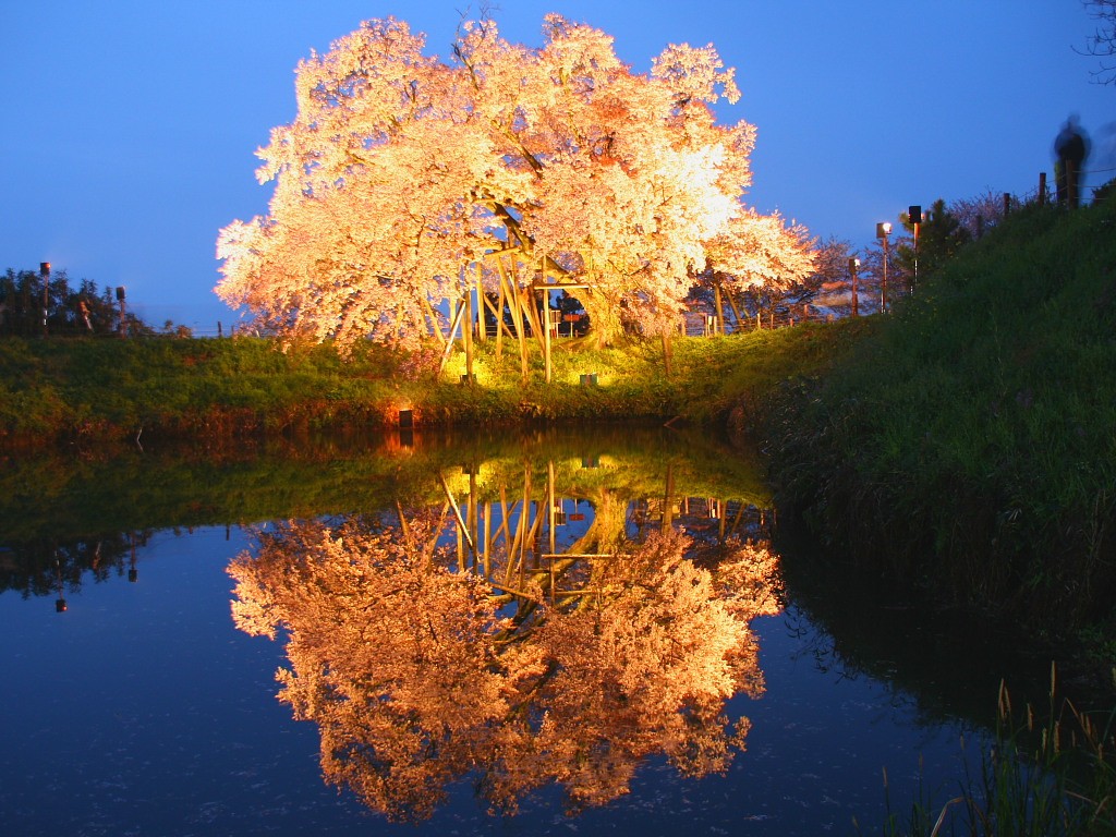 無料壁紙 無料素材 桜 夜桜 ライトアップ 水鏡 浅井の一本桜